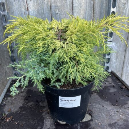 Pfitzer Juniper ‘Carbery Gold’ Juniperus × pfitzeriana