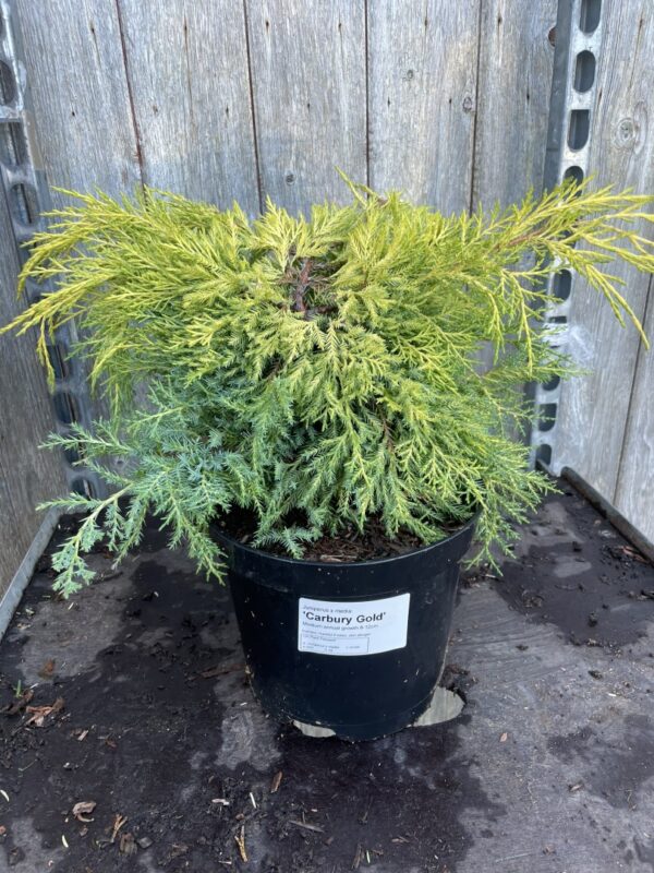 Juniper 'Carbery Gold' (3L)