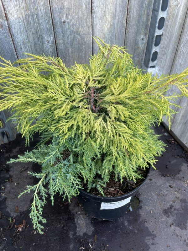 Juniper 'Carbery Gold' (3L) - Image 3