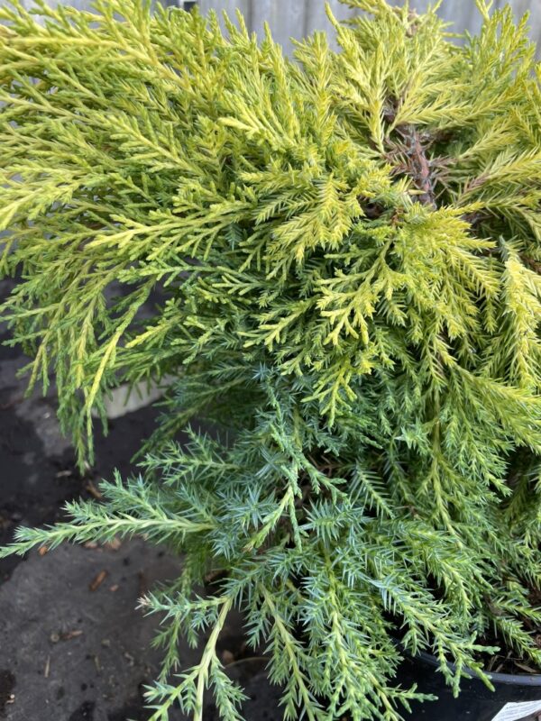 Juniper 'Carbery Gold' (1L) - Image 4