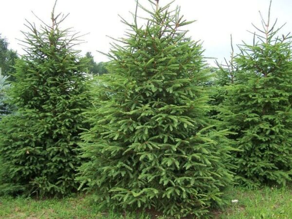 Picea abies - Norway Spruce 2