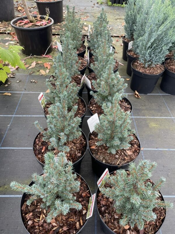 Alberta spruce 'Sander's Blue' (5L) - Image 9