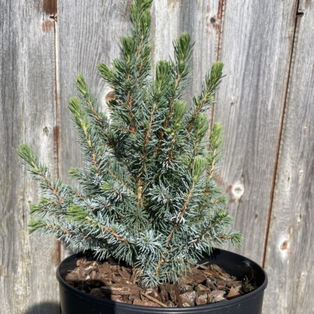 Alberta spruce 'Sander's Blue' (2L)