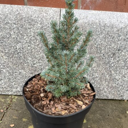 Alberta spruce 'Sander's Blue' (5L)