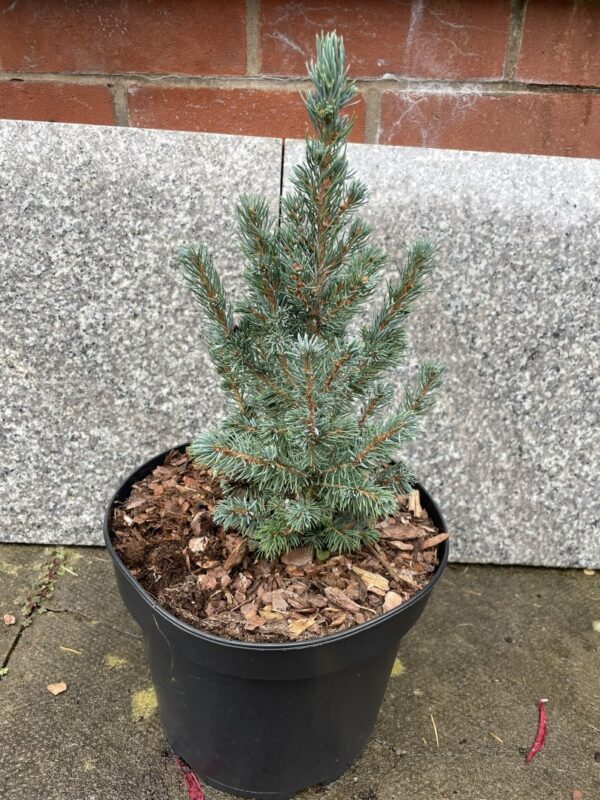 Alberta spruce 'Sander's Blue' (5L)