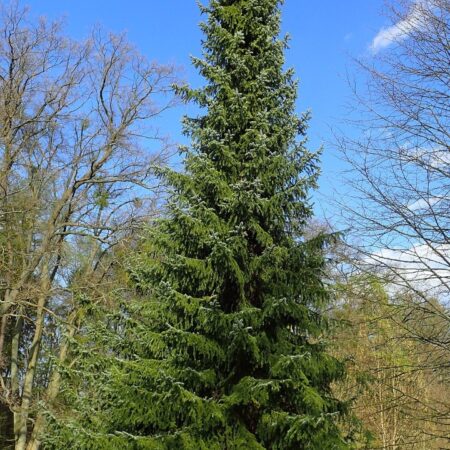 Serbian Spruce Tree 20/40cm (Cell)