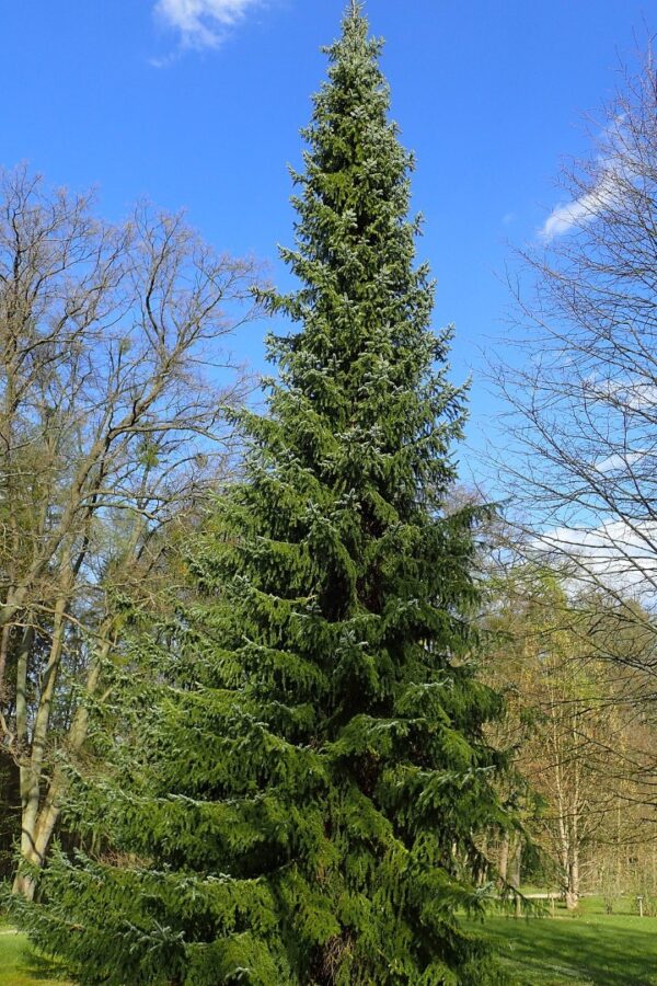 Serbian Spruce Tree 20/40cm (Cell)