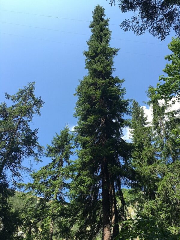 Serbian Spruce Tree 20/40cm (Cell) - Image 3