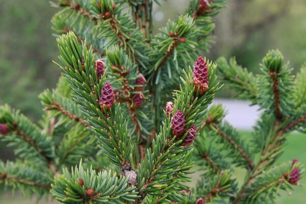Picea omorika - Serbian spruce
