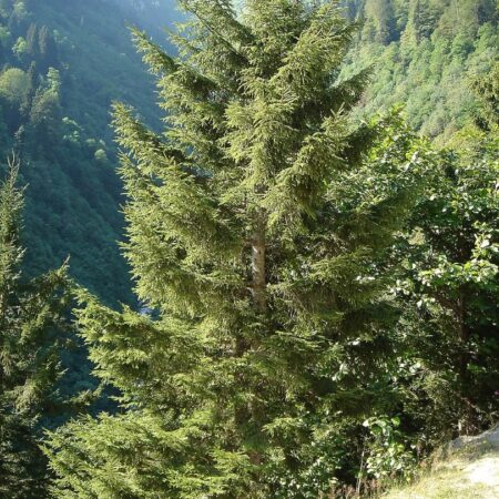 Oriental Spruce 20/40cm (Cell)