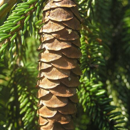 Oriental Spruce 20/40cm