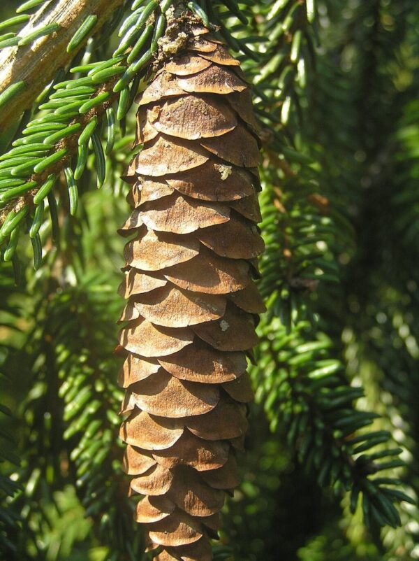 Oriental Spruce 20/40cm (Cell) - Image 3