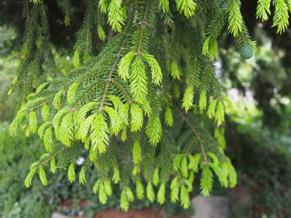 Oriental Spruce 20/40cm (Cell) - Image 2
