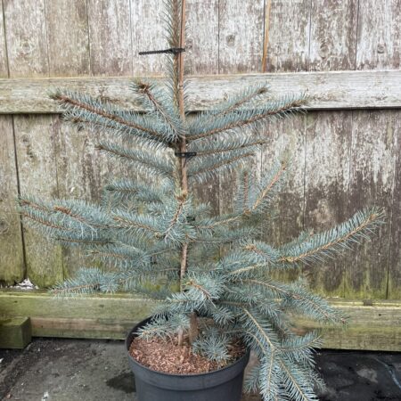 Blue Colorado Spruce 'Blue Diamond' 60/80cm (7L)