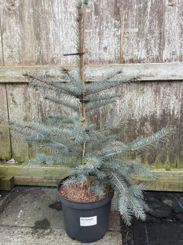 Blue Colorado Spruce 'Blue Diamond' 60/80cm (7L)