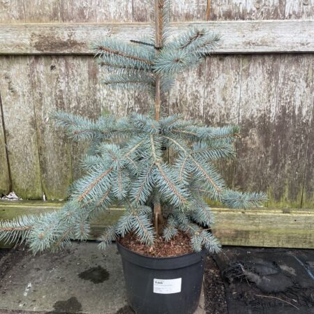 Blue Colorado Spruce 'Edith' 60/80cm (7L)