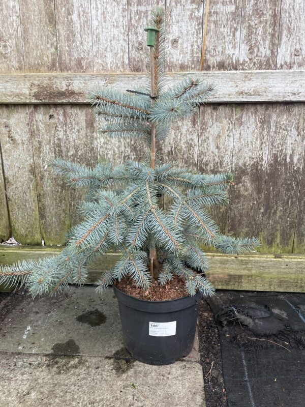Blue Colorado Spruce 'Edith' 60/80cm (7L)