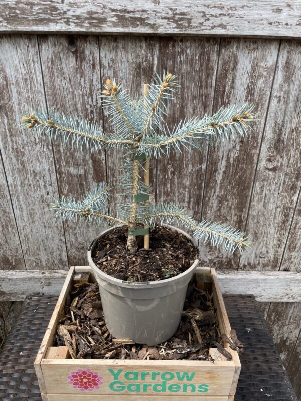 Blue Colorado Spruce 'Edith' (3L) - Image 2