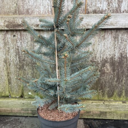 Blue Colorado Spruce 'Fat Albert' 60/80cm (7L)