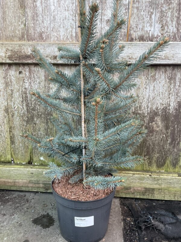 Blue Colorado Spruce 'Fat Albert' 60/80cm (7L) - Image 2