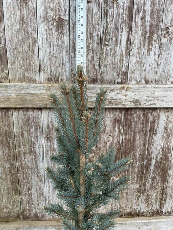 Blue Colorado Spruce 'Iseli Fastigiate' 60/80cm (7L) - Image 4
