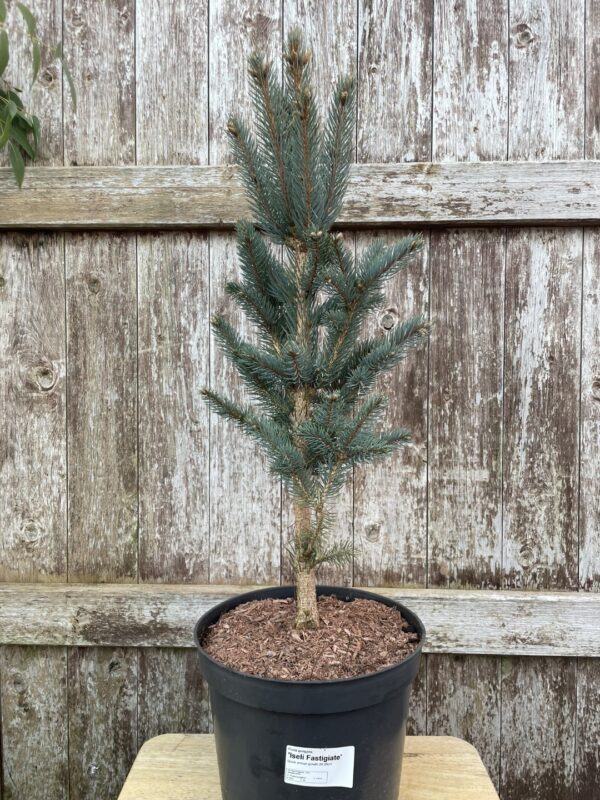 Blue Colorado Spruce 'Iseli Fastigiate' 60/80cm (7L) - Image 2