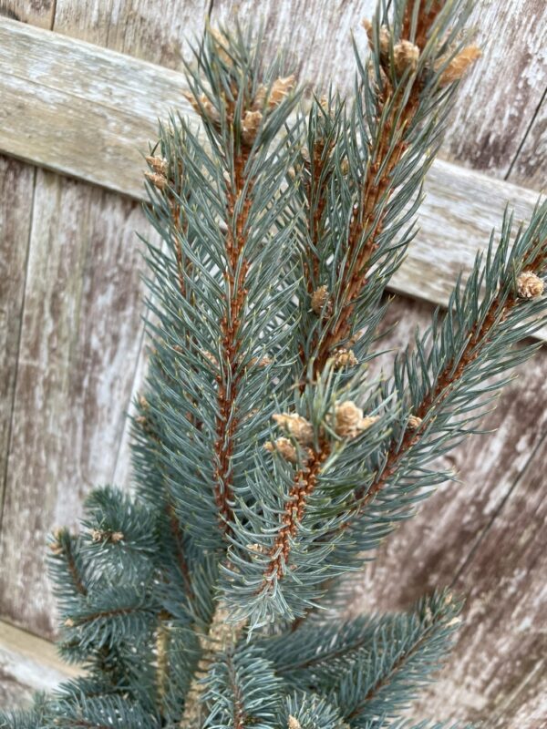 Blue Colorado Spruce 'Iseli Fastigiate' 60/80cm (7L) - Image 3