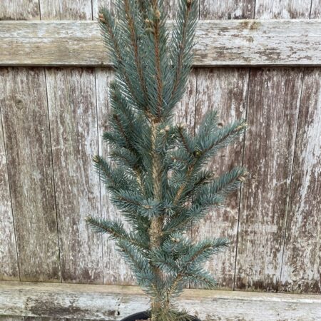 Blue Colorado Spruce 'Iseli Fastigiate' 60/80cm (7L)