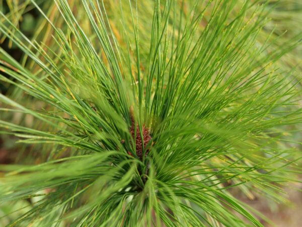 Chinese Red Pine Bonsai (P9) - Image 3