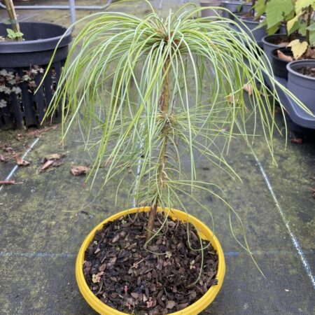 Pinus armandii Chinese White Pine
