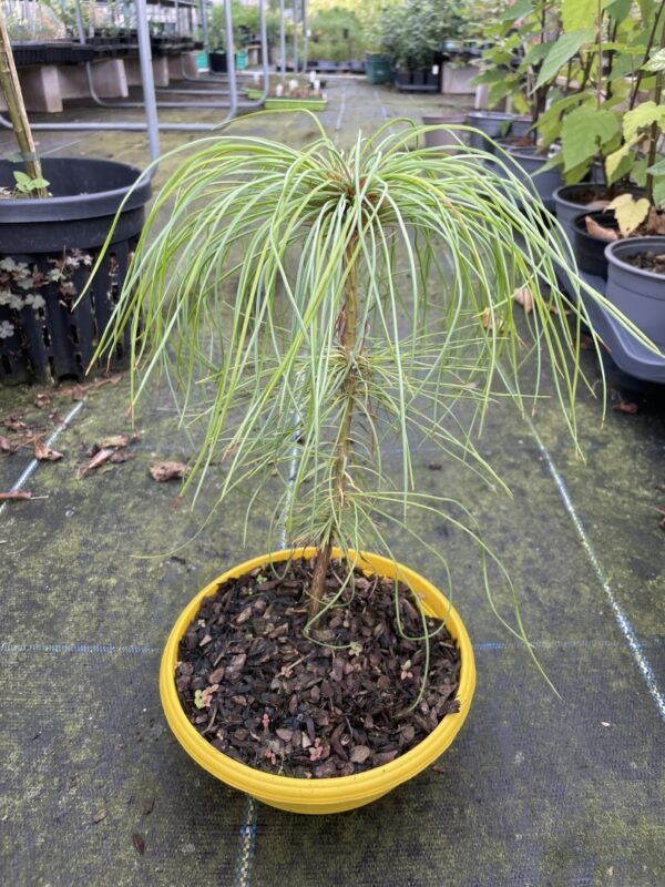 Chinese White Pine 20/40cm (Bonsai Bowl)