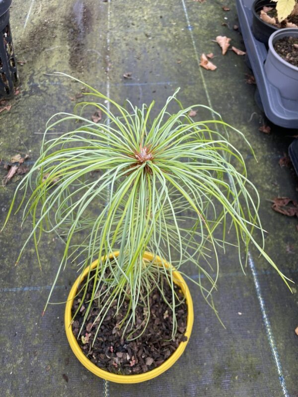 Chinese White Pine 20/40cm (Bonsai Bowl) - Image 3