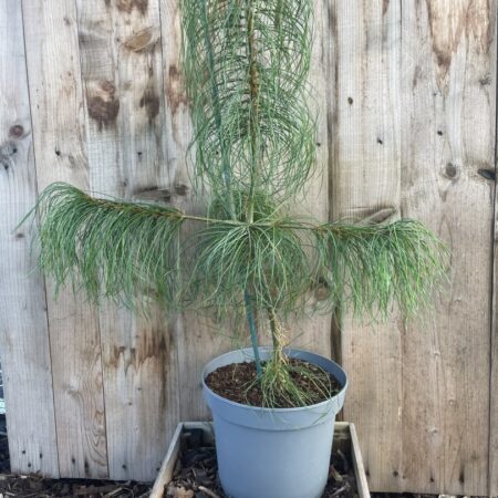 Pinus armandii – Chinese White Pine