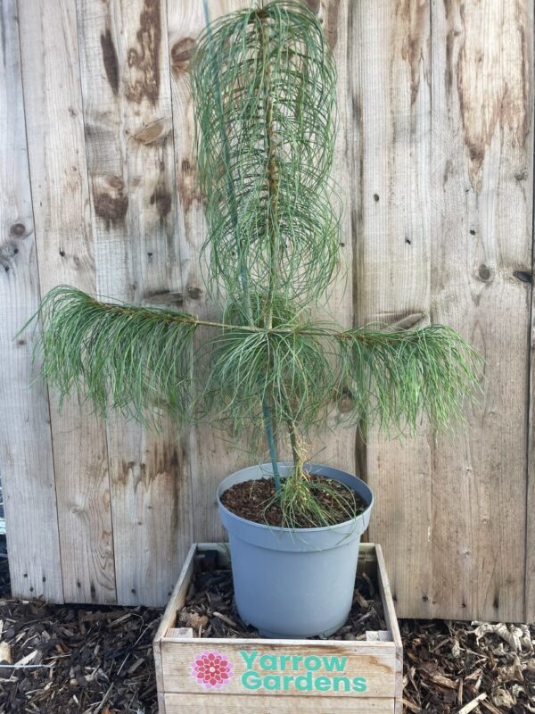 Chinese White Pine 40/60cm (5L)