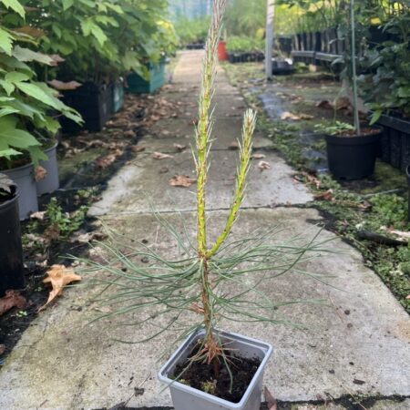 Pinus brutia - Turkish Pine / Calabrian Cluster Pine