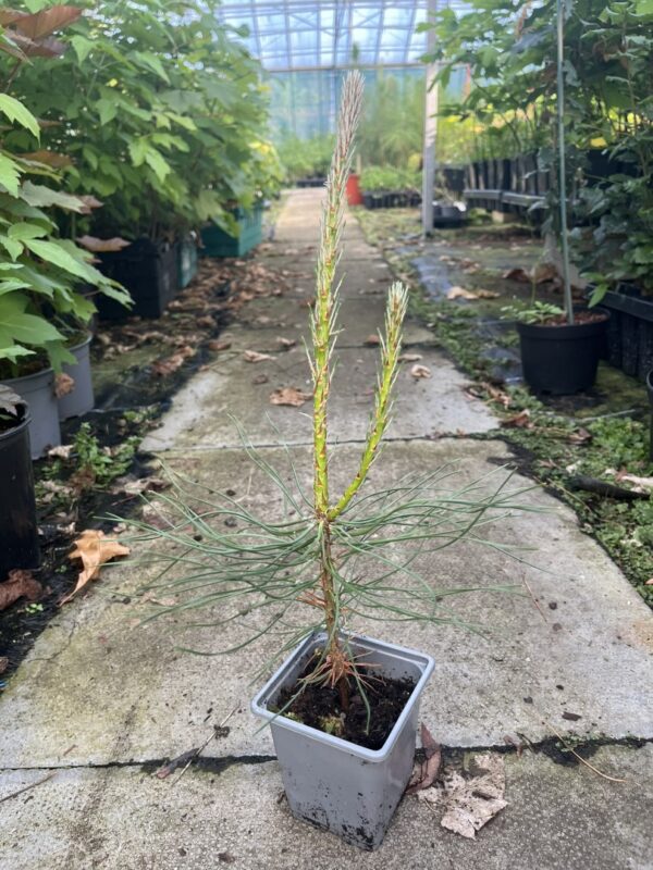 Pinus brutia - Turkish Pine / Calabrian Cluster Pine