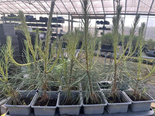 Pinus brutia - Turkish Pine / Calabrian Cluster Pine