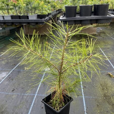 Lacebark Pine 10/20cm (P9)