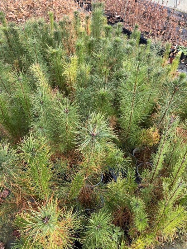 Lodgepole Pine 20/40cm (Cell) - Image 2