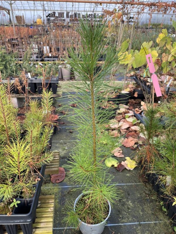 Lodgepole Pine 60/80cm (2L)