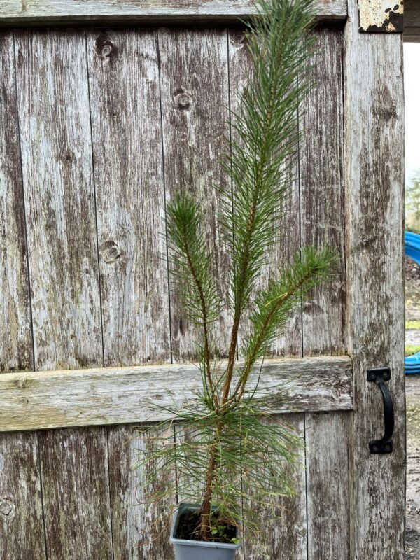 Lodgepole Pine 40/60cm (P9T)