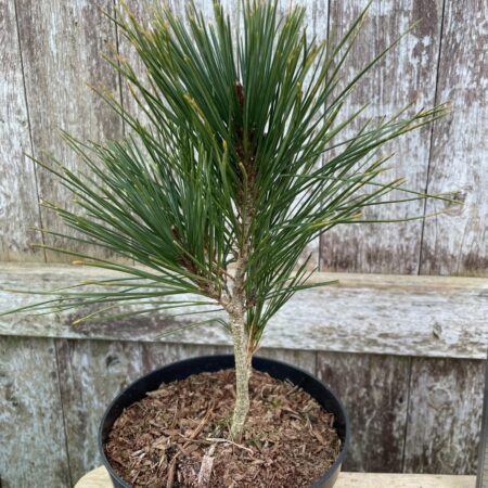 Japanese red pine 'Alice Verkade' 20/40cm