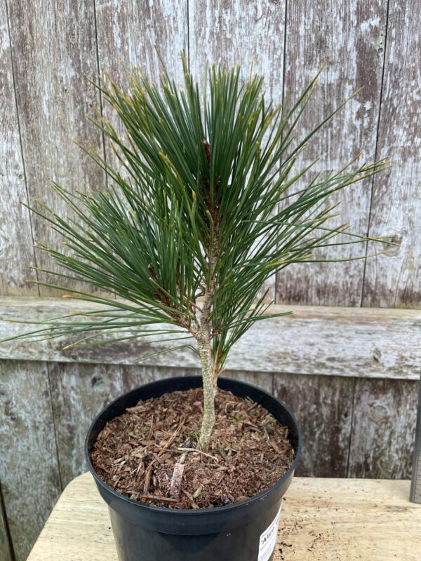 Japanese red pine 'Alice Verkade' 20/40cm (2L)