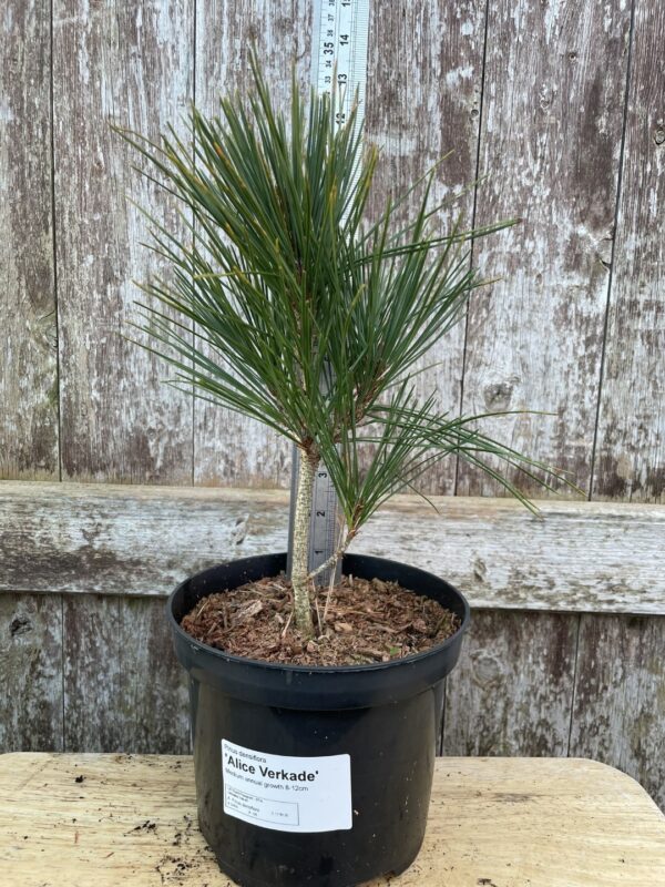 Japanese red pine 'Alice Verkade' 20/40cm (2L) - Image 2