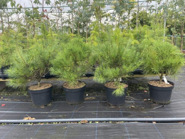 Pinus densiflora 'Burke's Red Variegated'