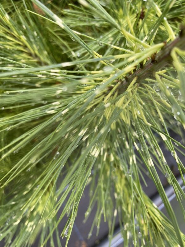 Pinus densiflora 'Burke's Red Variegated'