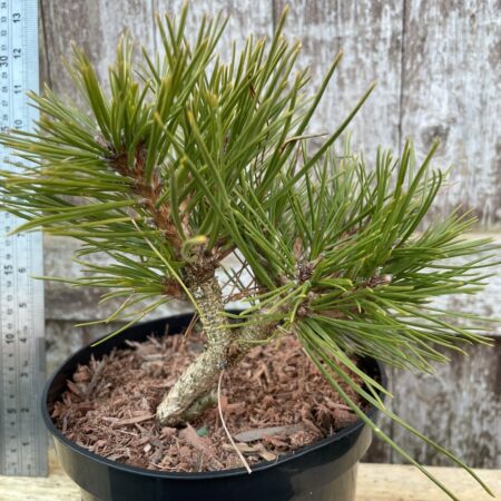 Japanese Red Pine 'Jane Kluis'Â