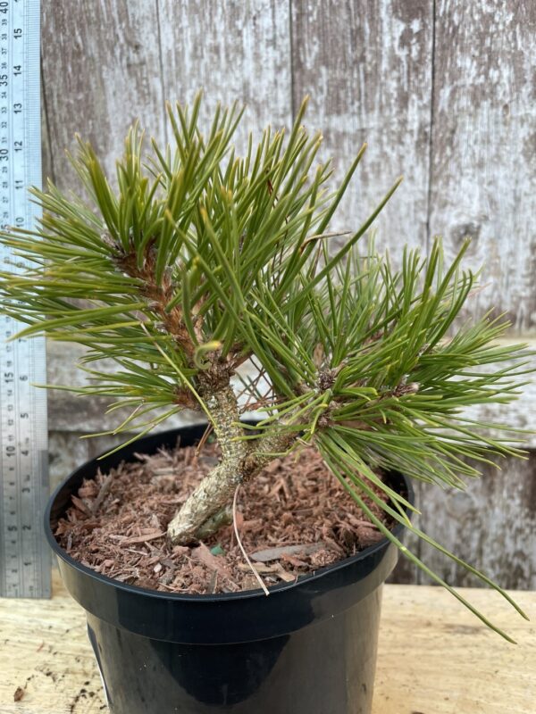 Japanese Red Pine 'Jane Kluis' (2L)