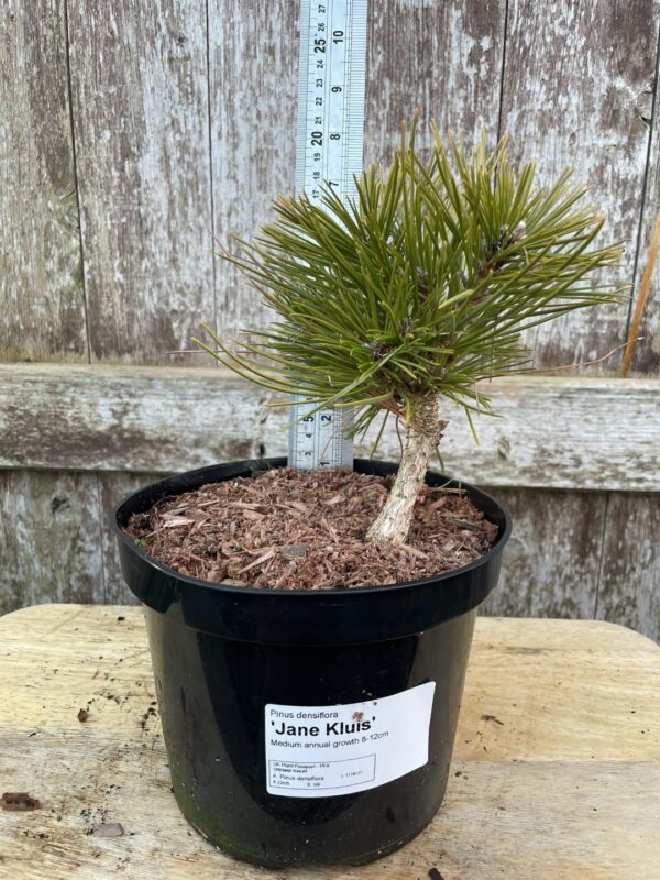 Japanese Red Pine 'Jane Kluis' (2L) - Image 2