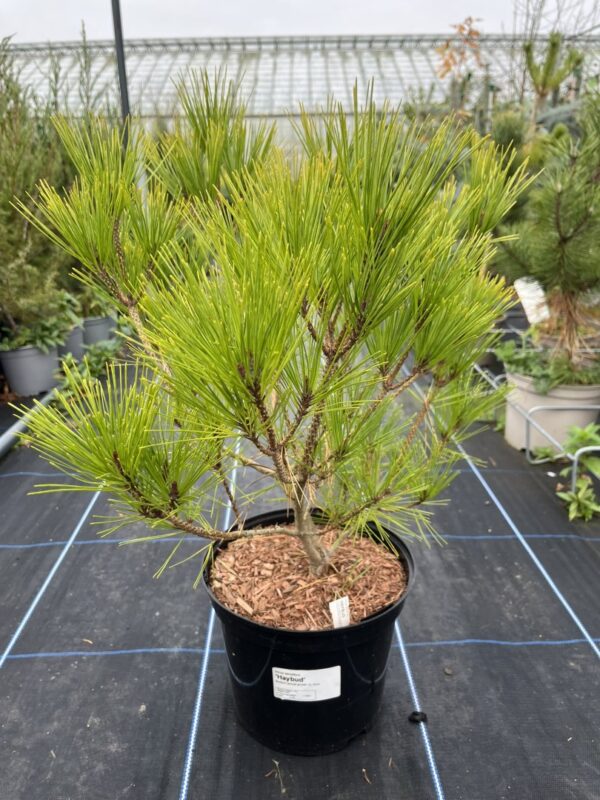 Japanese Red Pine 'Haybud' (5L)